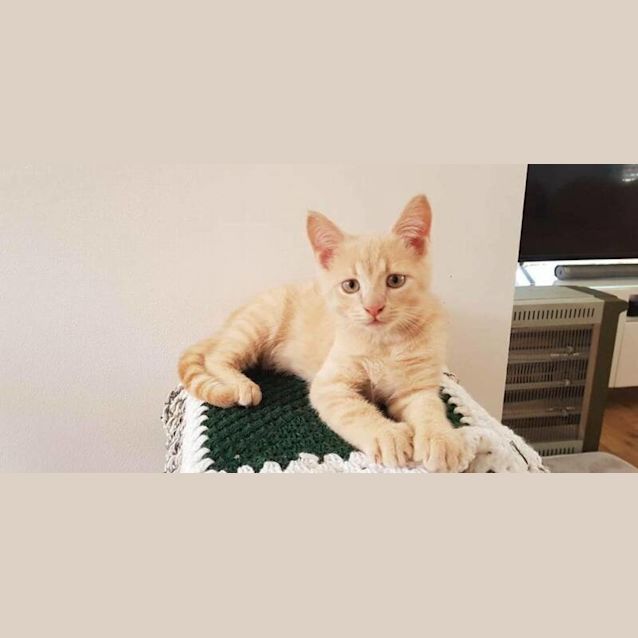 Photo of Gulliver