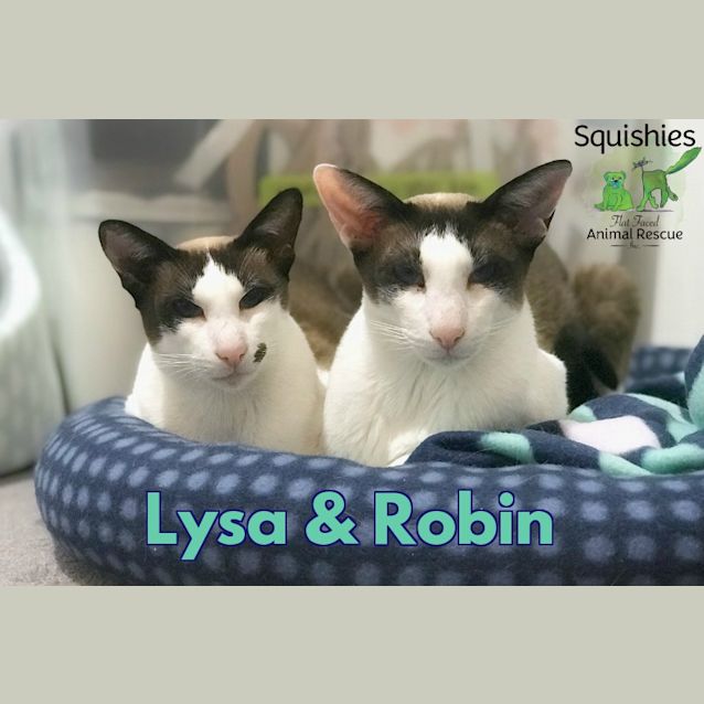 Photo of Lysa & Robin