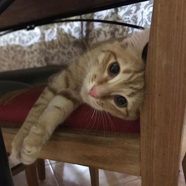 Photo of Garfield
