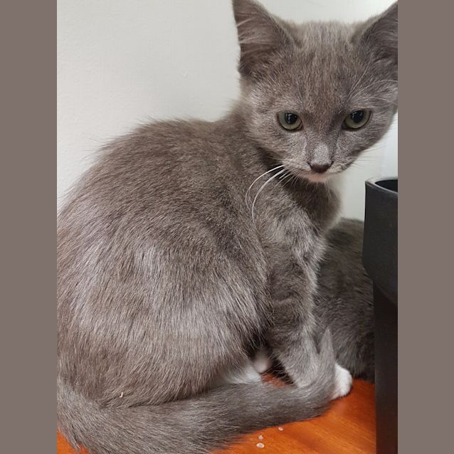 Photo of Snickers
