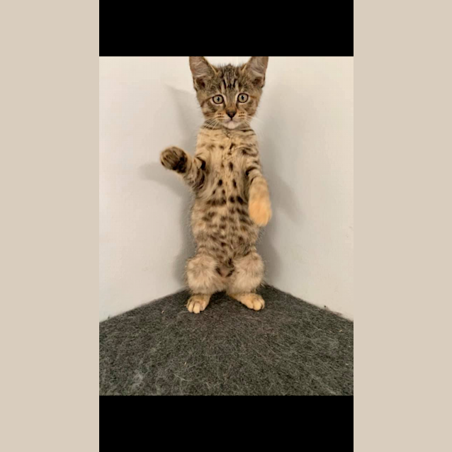 Photo of Mumble