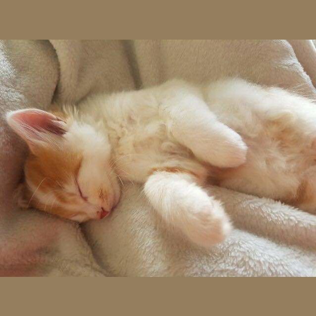 Photo of Popcorn