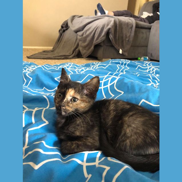 Photo of Pollie
