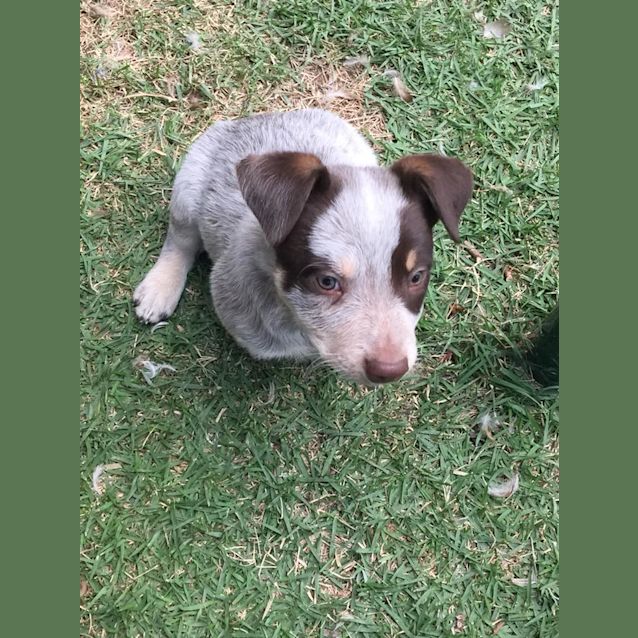 Photo of Bandito