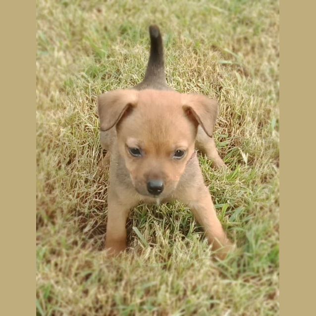 Photo of Beau