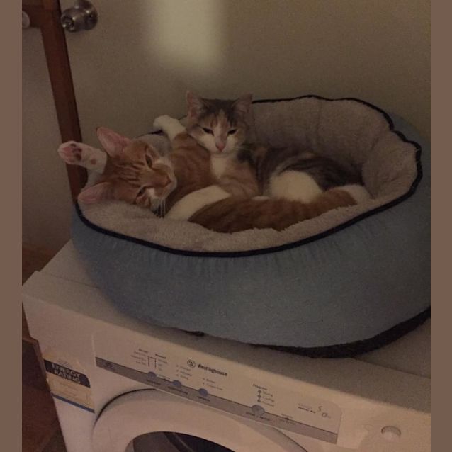 Photo of Pidgie And Chibi