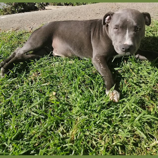 Photo of Brutus