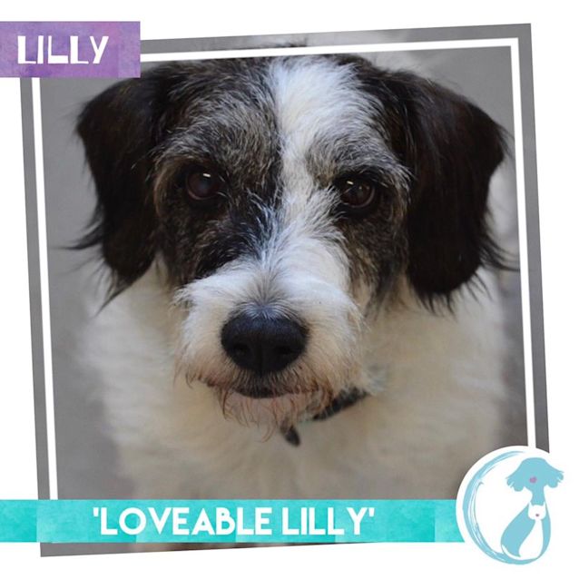 Photo of Lilly