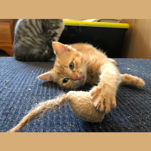Photo of Thor