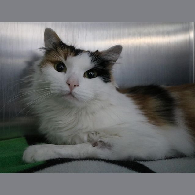 Photo of Cleo