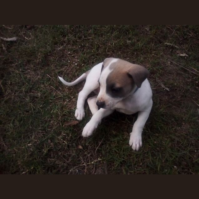 Photo of Bandit