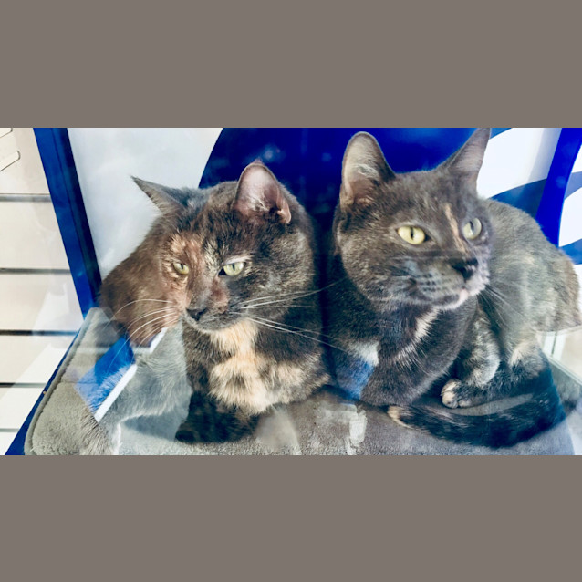 Photo of Shadow And Tempest