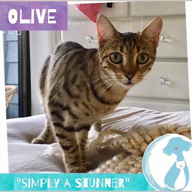 Photo of Olive 