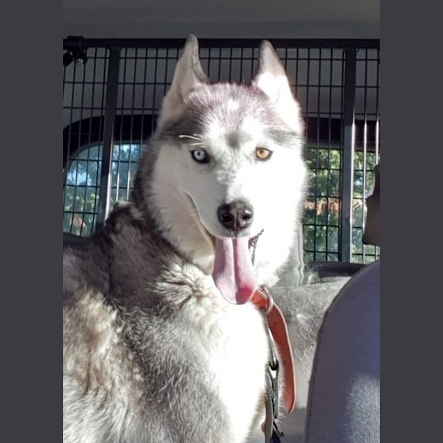 Photo of Diesel