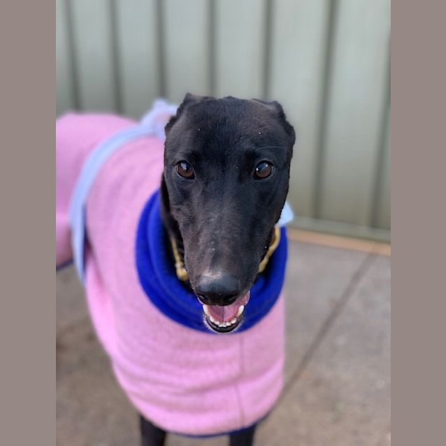 Photo of Winnie (On Trial 12 July)