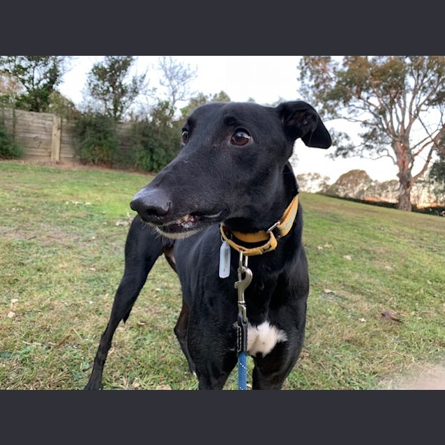 Photo of Clifford (On Trial 18 July)