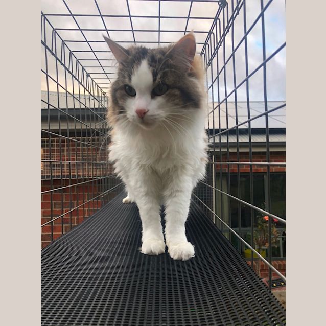 Photo of Boo