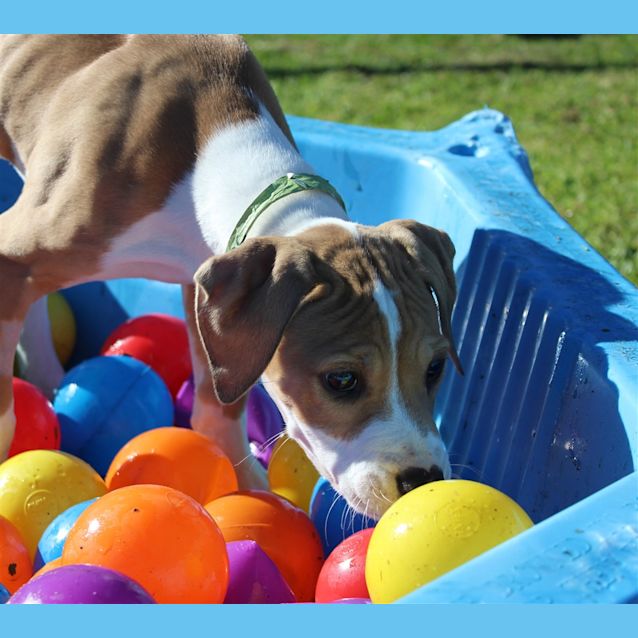Photo of Scout