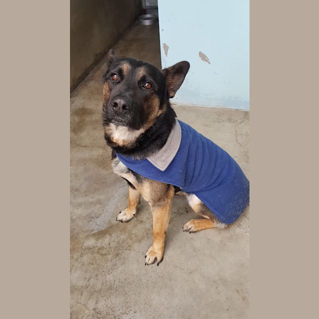 Photo of Bobo