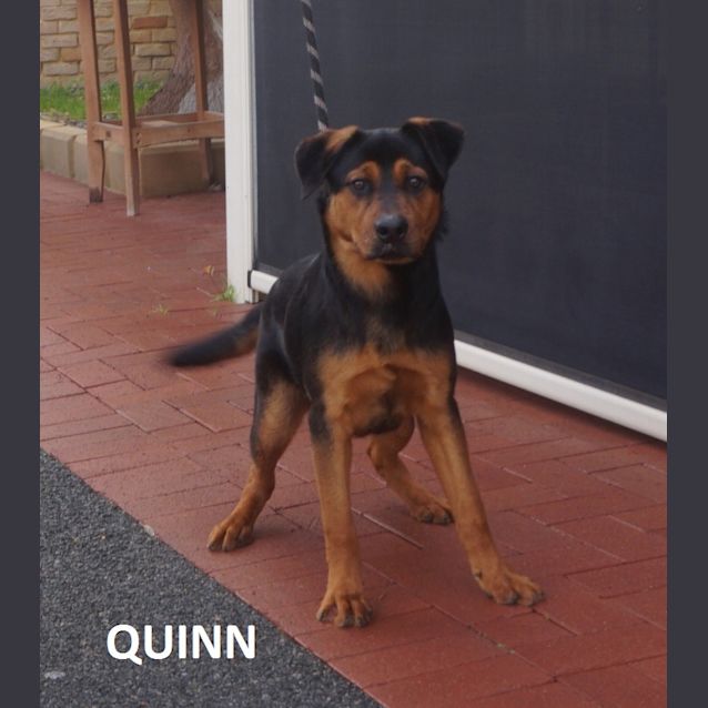 Photo of Quinn
