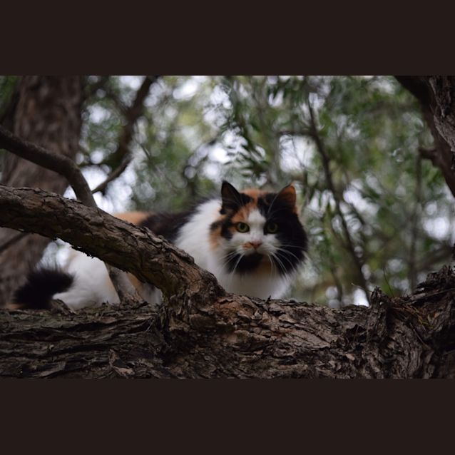 Photo of Misty
