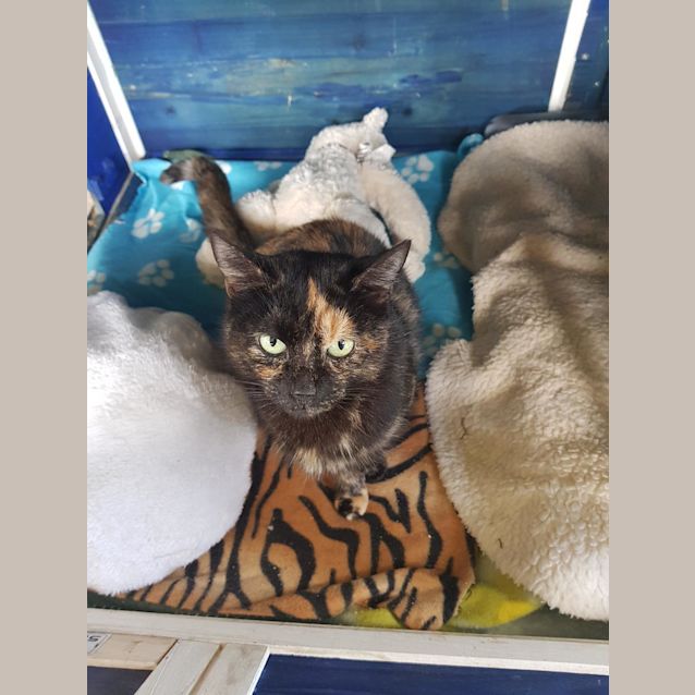 Photo of Miss Kitty