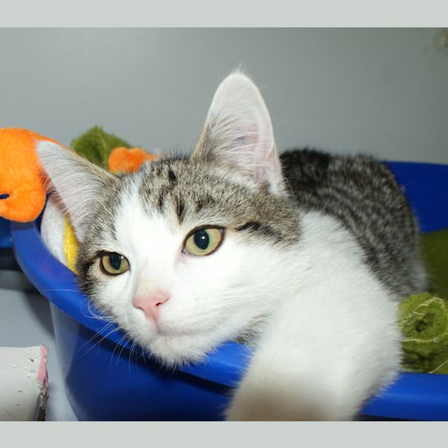 Photo of Fievel Suk004061