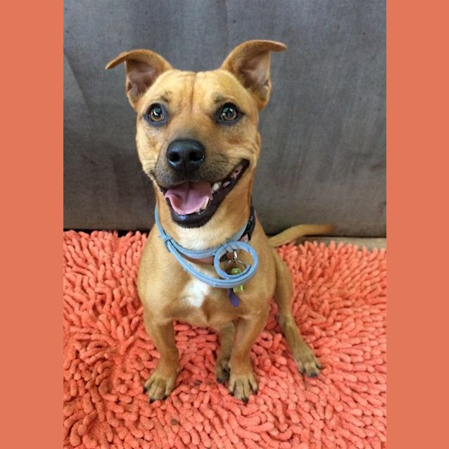 Rosie - Small Female x English Staffordshire Terrier Mix Dog in QLD - PetRescue