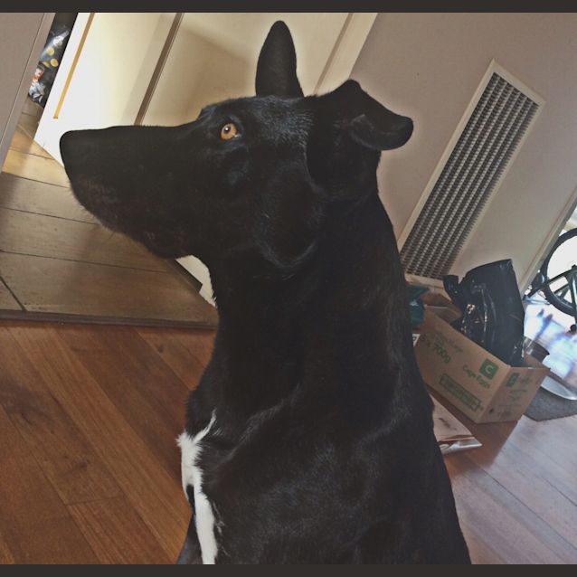 Photo of Bazooka