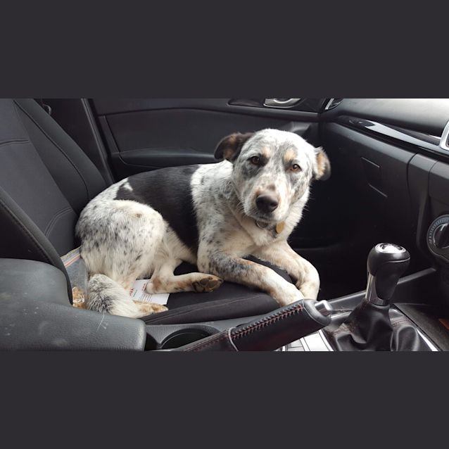 Photo of Mollycoddles