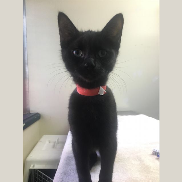 Photo of Pickles