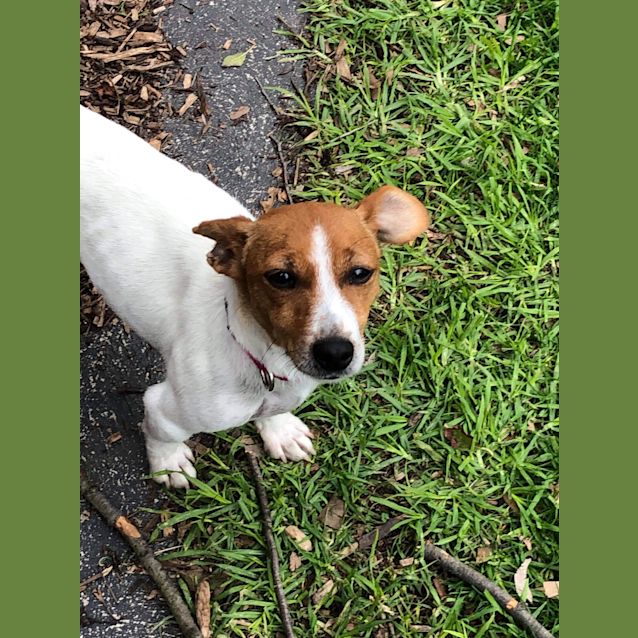 Photo of Pixie 