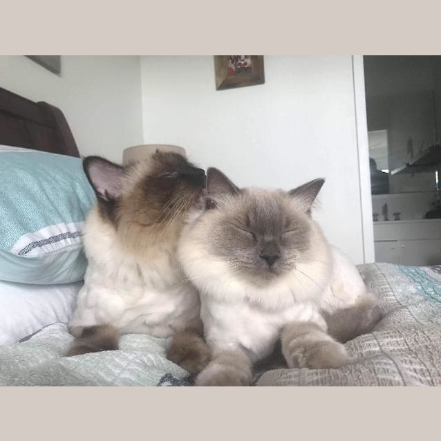 Photo of Mach / Shelby