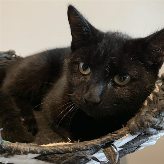Photo of Shadow