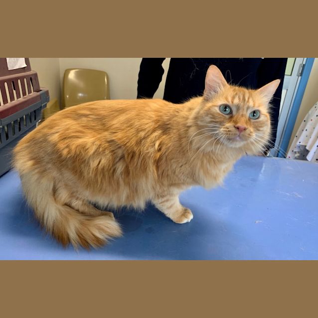 Ginger - Male Domestic Medium Hair Cat in SA - PetRescue