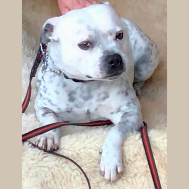 Photo of 💙🌟Boris🌟💙