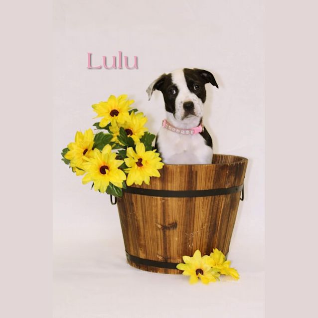 Photo of Lulu