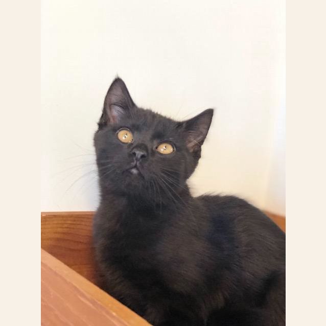 Photo of Topaz