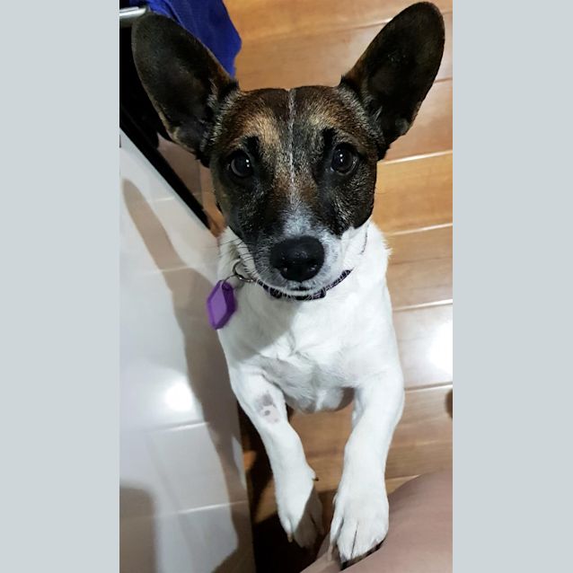 Photo of Rocco
