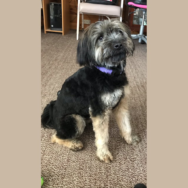 Photo of Teddy 