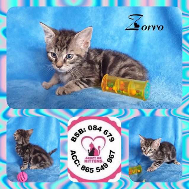 Photo of Zorro