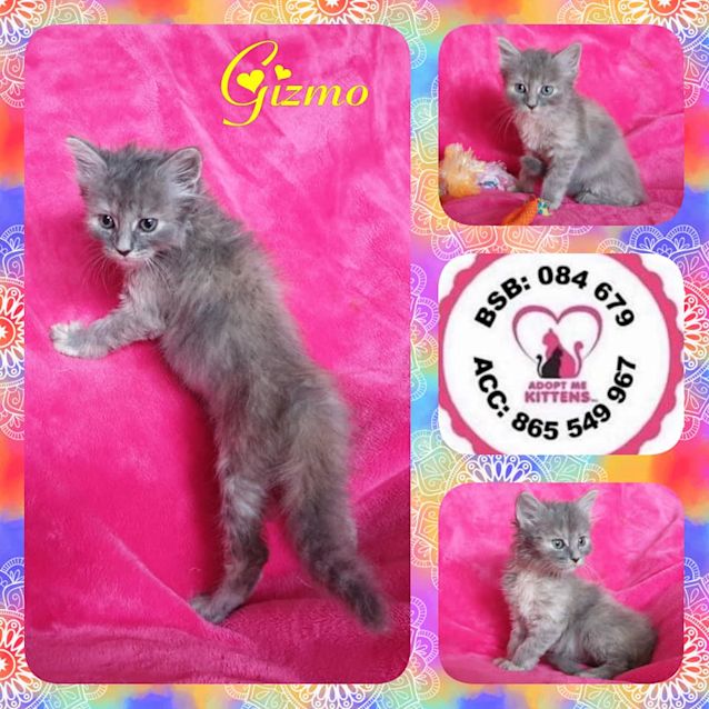 Photo of Gizmo
