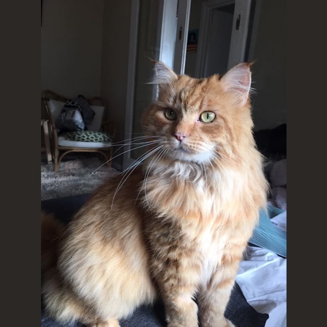 Photo of Waldo   Located In Brunswick West