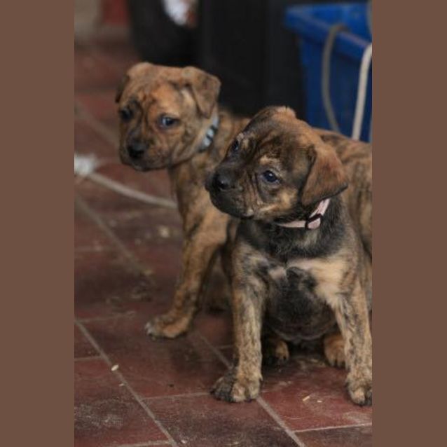 Photo of Inala  ** On Trial **