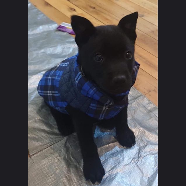 Photo of Blue