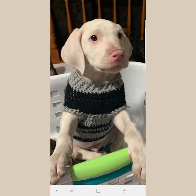Photo of Buddy