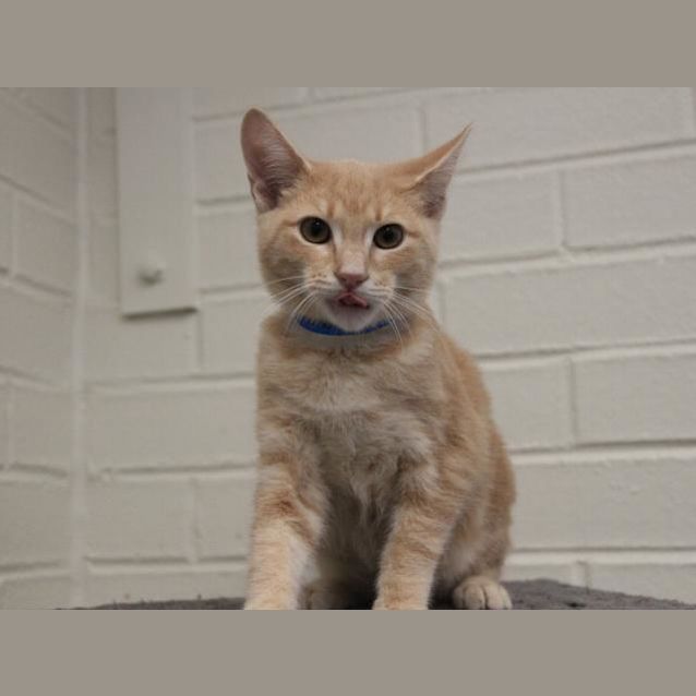 Photo of Sparky (2222)