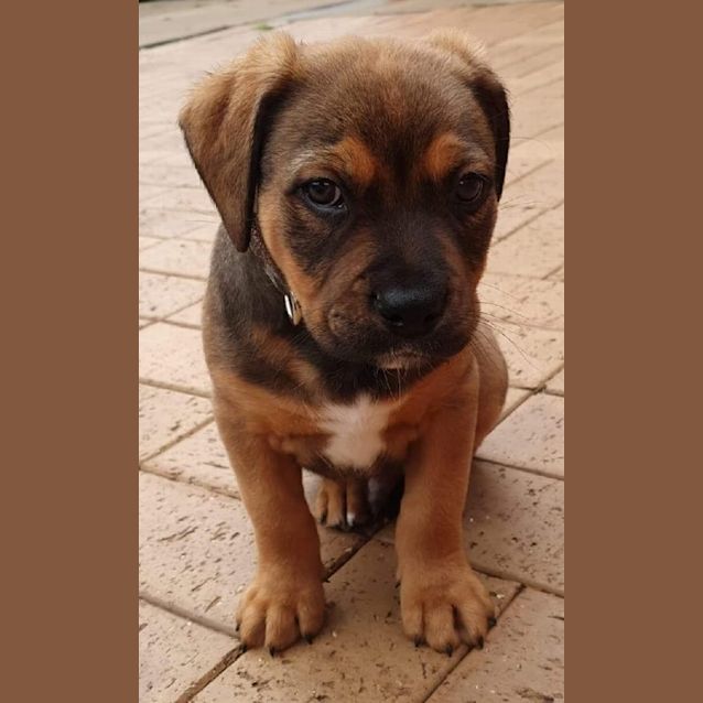 Photo of Tonka ** On Trial **