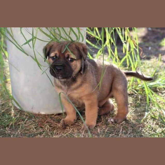 Photo of Garrie  ** On Trial **