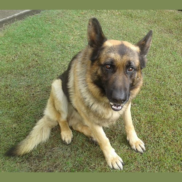 Photo of Caesar   Meet And Greet Organised